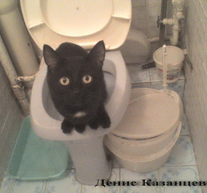 Toilet Cat.jpg