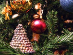 pine-tree02.jpg