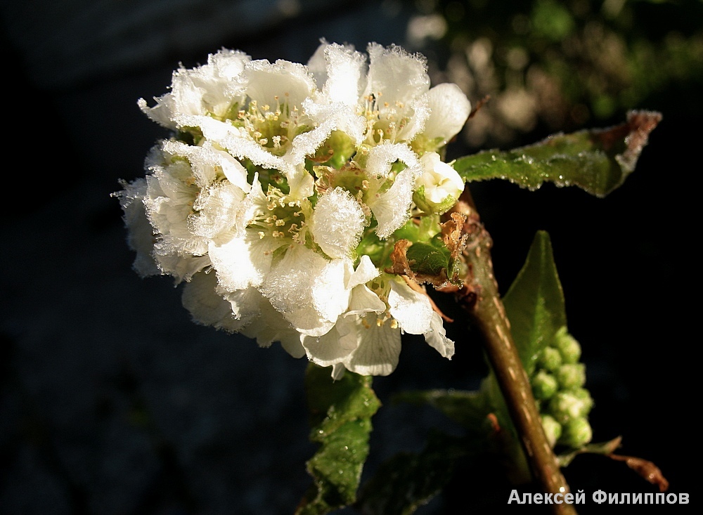 ice-flower.jpg