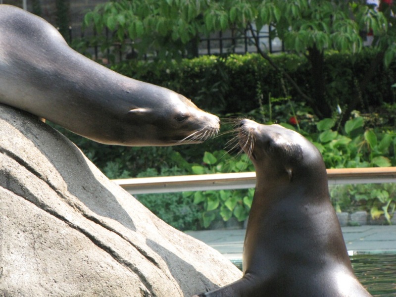 Sea-lions.JPG